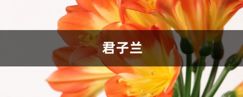 5天治好君子兰夹箭！学一招把花拽出来！