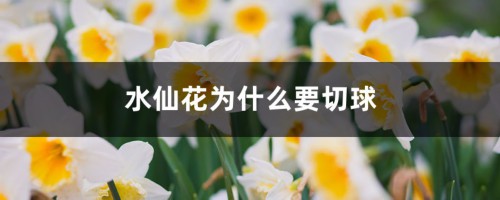 水仙花为什么要切球