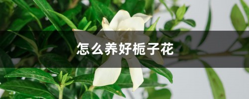 怎么养好栀子花