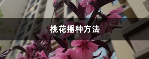 桃花播种方法，桃花是怎样播种的