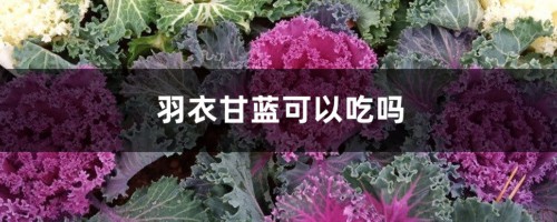 羽衣甘蓝可以吃吗