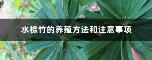 水棕竹的养殖方法和注意事项