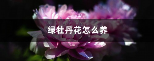 绿牡丹花怎么养