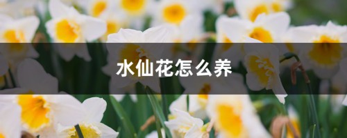 水仙花怎么养