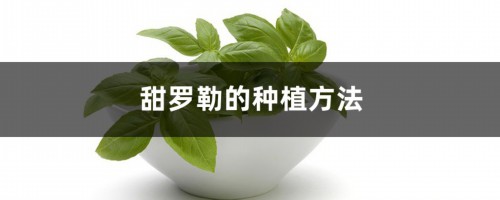 甜罗勒的种植方法