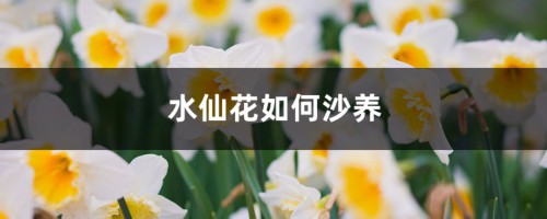 水仙花如何沙养