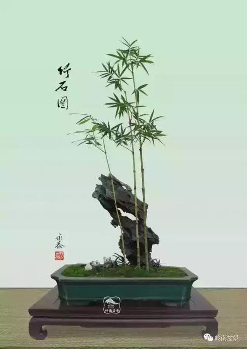 盆栽 竹